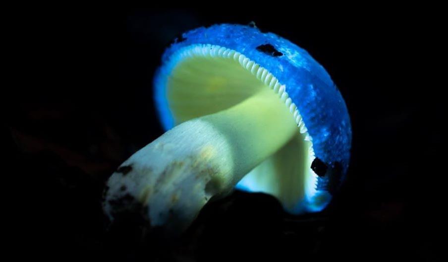 Biofluorescent mushroom