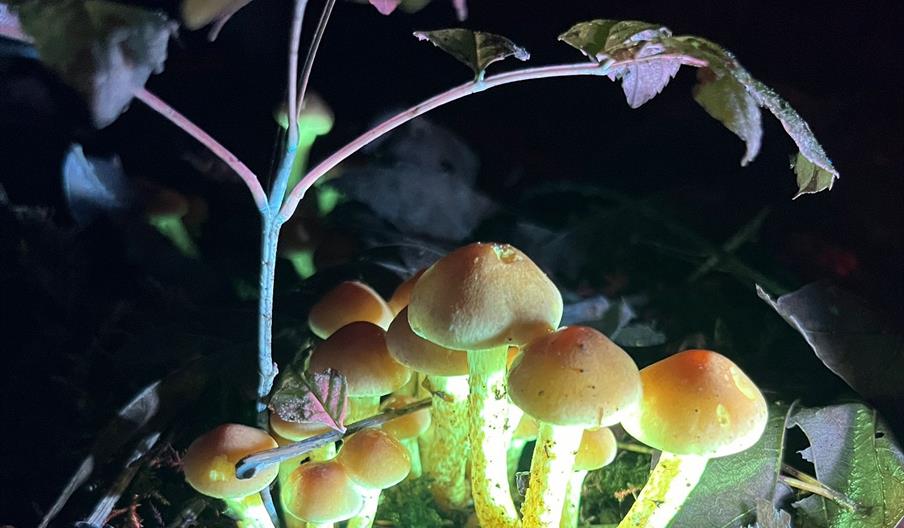 Biofluorescent mushroom found on a night walk