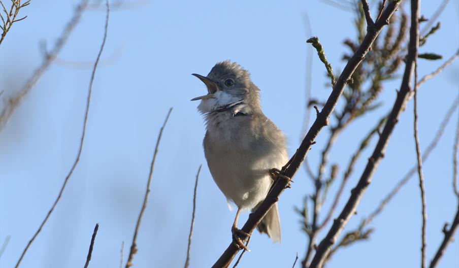 A whitethroat at dawn
