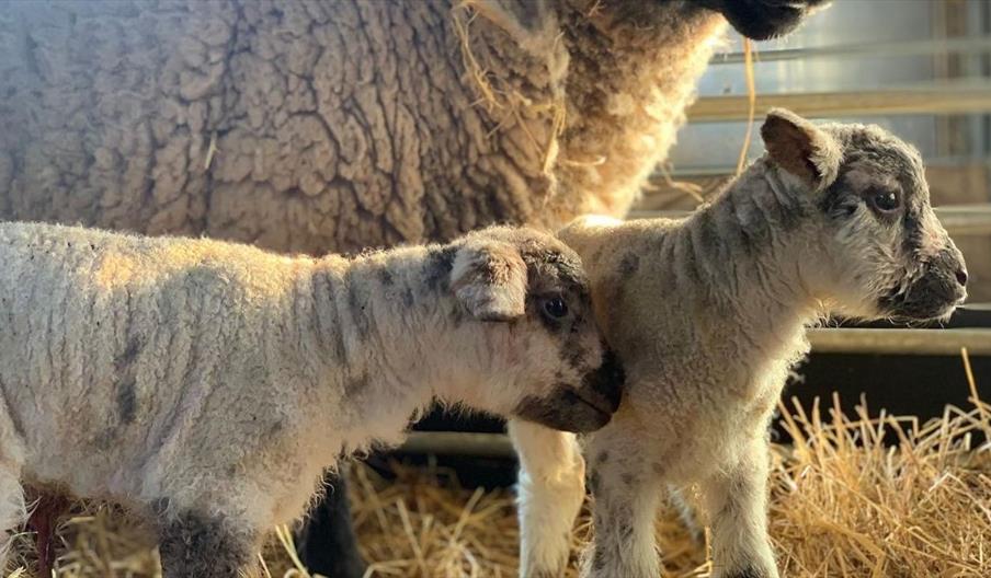 Lambing Live at Wroxham Barns