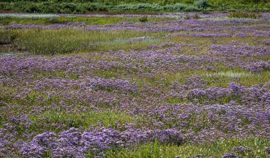 Sea lavender at Morston Quay