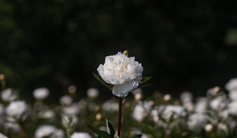 Peony Field Open Day