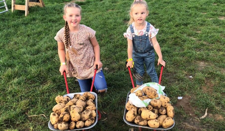 Potato Picking Weekends