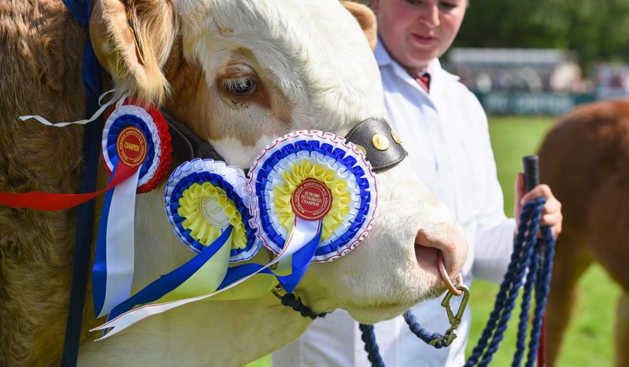Royal Noroflk Show