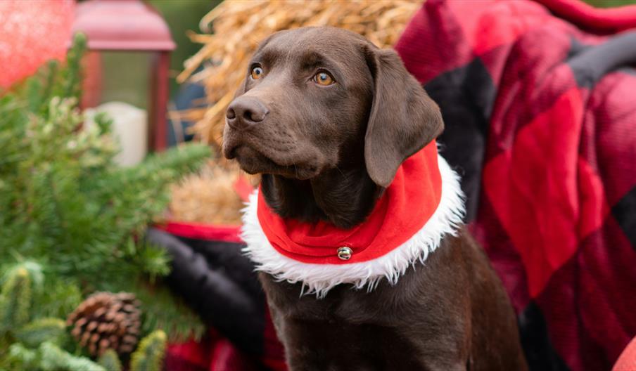 Santa Paws at Wroxham Barns