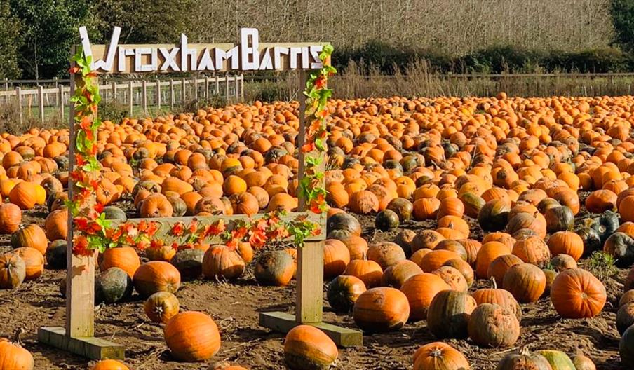 Pumpkin Picking at Wroxham Barns