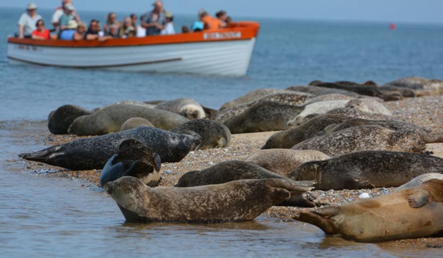 Beans Boats Seal Trips