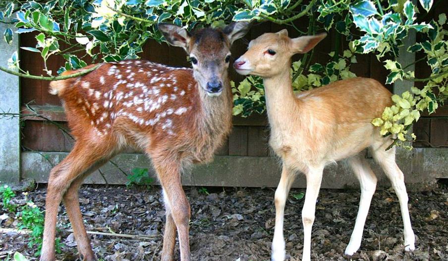 Hillside Animal Sanctuary