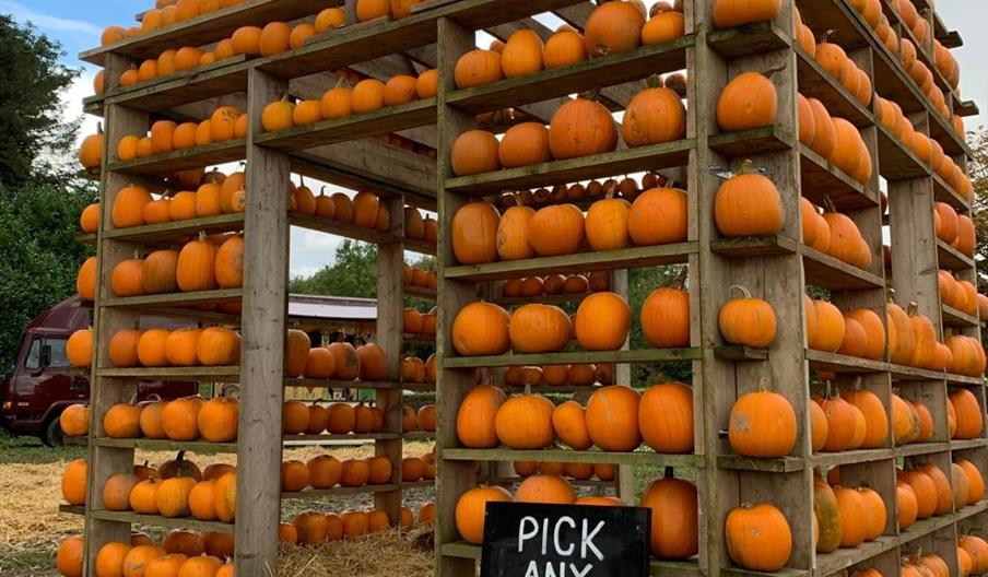 The Pumpkin House