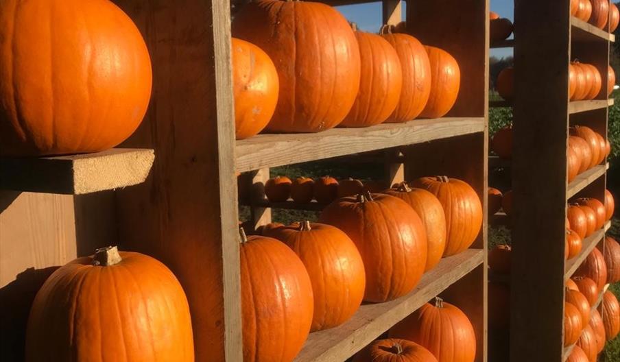 Pumpkin House