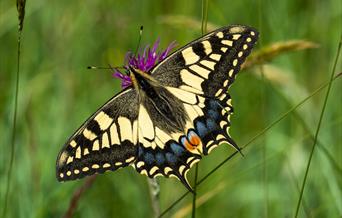 A close up of a swallowtail butterfly on a purple flower.