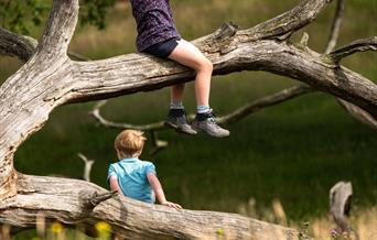 Children explore Felbrigg Estate with binoculars.