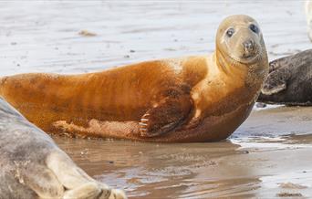 Winterton to Horsey