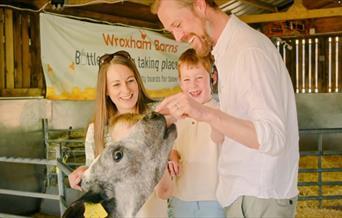 Family playing with calf at Wroxham Barns