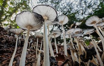 Hare's foot inkcap mushrooms at Sheringham Park