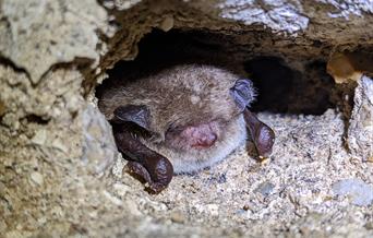 Bat walk at Deepdale Farm