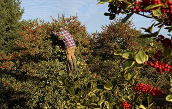 How Hill Holly Orchard