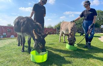 Two donkeys and two handlers.