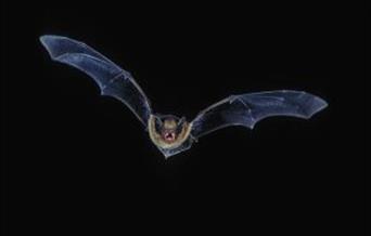 A bat in flight on a black background