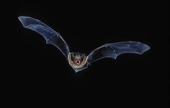 A bat flies through a dark sky