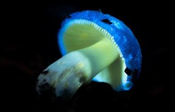 Biofluorescent mushroom