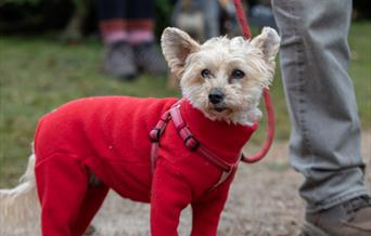 Blickling's Garden of Lights Paws Evening
