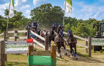 A team of carriage horses competing through an obstacle.
