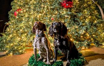 Bark in the Dark Dog Grotto at ROARR!