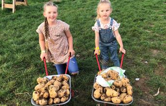 Potato Picking Weekends