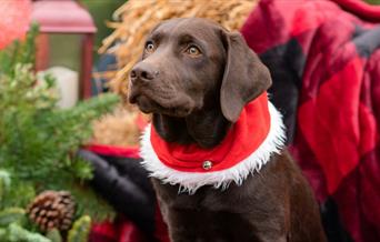 Santa Paws at Wroxham Barns