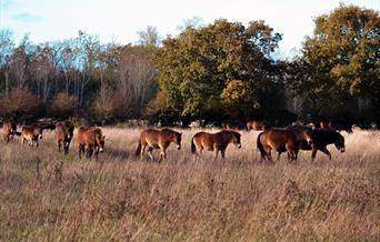 Exmoor Ponies in the landscape at Wild Ken Hill