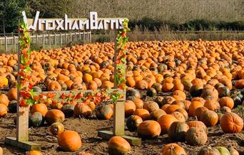 Pumpkin Picking at Wroxham Barns