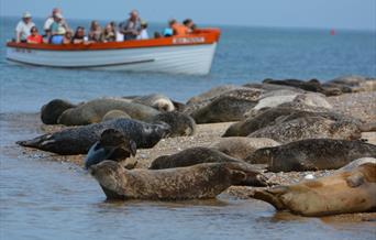 Beans Boats Seal Trips