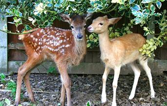 Hillside Animal Sanctuary