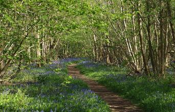 NWT Foxley Wood