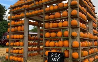 The Pumpkin House
