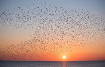 RSPB Snettisham Nature Reserve