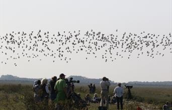 The Bird ID Company