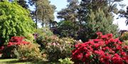 Colourful rhododendrons in June at Sheringham Park, Norfolk