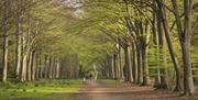 Trees in spring forming the Victory V at Felbrigg Hall, Norfolk
