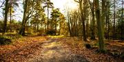 Go Wild Camping Thetford - mYminiBreak