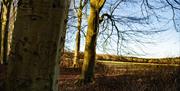 Go Wild Camping Thetford - mYminiBreak
