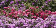 Rhododendrons in the Wild Garden in June, at Sheringham Park, Norfolk