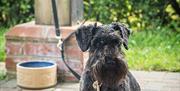 Dog parking at Deepdale Camping & Rooms on the beautiful North Norfolk Coast