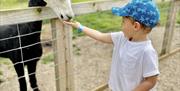 A young child feeding an alpaca.