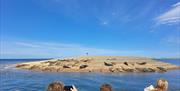 Bishops Boats - Seal Trips