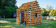 The Pumpkin House