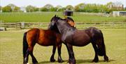 Two horses grooming one another