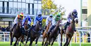 Horse racing at Fakenham Racecourse - passing the Prince of Wales Stand