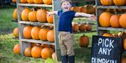 The Pumpkin House